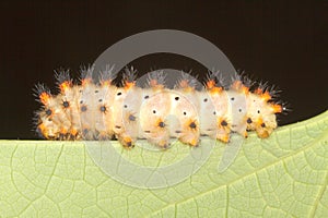 Soutern festoon butterfly caterpillar close-up