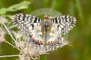 Soutern festoon butterfly resting - seen ventraly