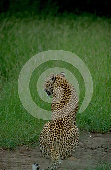 South Africa: The back of a lepard in the high gras of the Kalahari