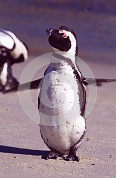 South Africa; A cape pinguin at Boulder Bay, where there are br