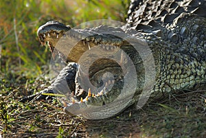 South africa crocodile photo