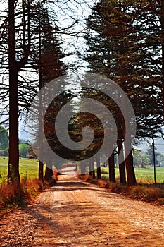 South Africa, East, Mpumalanga province, dirt road, woods, freedom, landscape