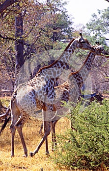 South Africa: Girafs walking through the thick bush in Shamwari Game Reserve near Port Elisabeth