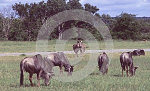 South Africa: A Gnu herd in the bush at Shamwari Game Reserve