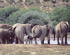 South Africa: A herd of elephants at the water hole