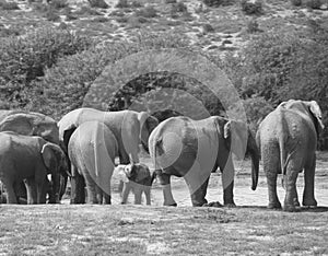 South Africa: A herd of elephants at the water hole