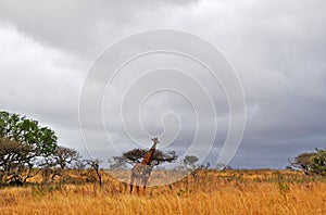 South Africa, Hluhluwe Imfolozi Game Reserve, KwaZulu-Natal
