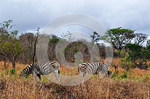 South Africa, Hluhluwe Imfolozi Game Reserve, KwaZulu-Natal
