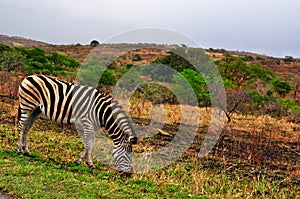 South Africa, Hluhluwe Imfolozi Game Reserve, KwaZulu-Natal photo