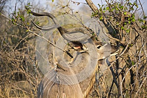 The greater kudu antelope Tragelaphus strepsiceros in bush. Kruger National Park, South Africa