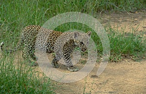 South Africa: A leopard-baby is walking through the bush in Sham