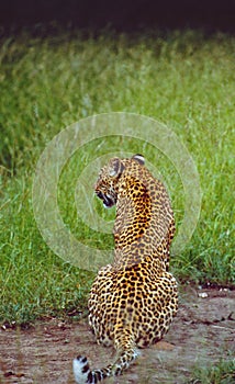 South Africa: Leopard at Shamwari Game Reserve in the Eastern Cape Province