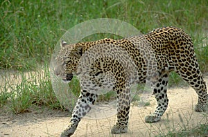 South Africa: A lepard walking on the gravel road