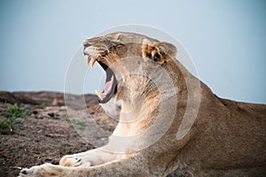 South Africa lioness screaming