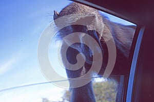 South Africa: A pavian monkey looking into the car window at Cape Point
