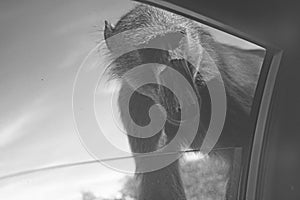 South Africa: pavian monkey looking into the car window at Cape Point