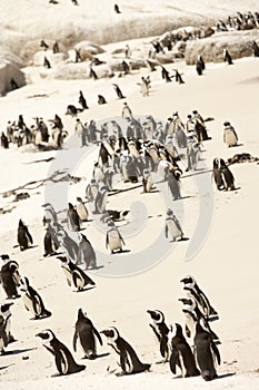 South Africa,Penguin Colony
