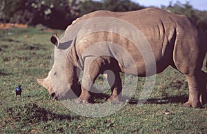 South Africa: A rhino facing a bird while greasing in Shamwari Game Reserve