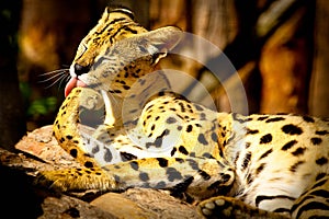 Serval licking paw photo