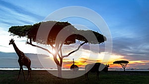 South africa of Silhouette African night safari scene with wildlife animals