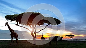 South africa of Silhouette African night safari scene with wildlife animals photo