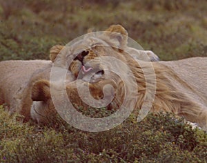 South Africa: Two lions in love at Shamwari Game Reserve licking each others skin