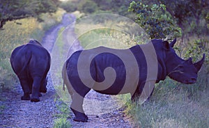 South Africa: Two Rhinos are blocking the road in Shamwari Game