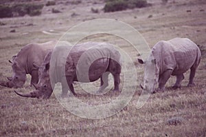 South Africa: Two rhinos greasing at Shamwari Game Reserve