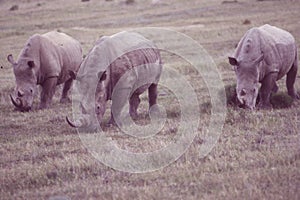 South Africa: Two rhinos greasing at Shamwari Game Reserve a wild life reserve and ecolodge