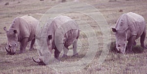 South Africa: Two rhinos greasing at Shamwari Game Reserve a wild life reserve and ecolodge