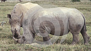 South Africa: Two Rhinos in Shamwari Game reserve near Port Elisabeth