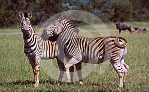 South Africa: Two Zebras in Hluhluwe Game Reserve