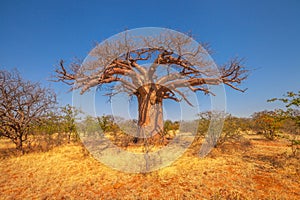 South African Baobab tree