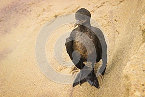 South African Bird - Cape Cormorant on the Atlantic