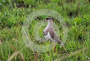 South African birds - crowned lapwing