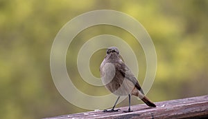 South African birds - familiar chat photo