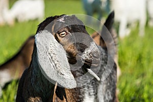 South african boer goat doeling portrait on nature