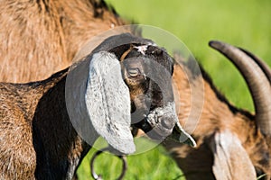 South african boer goat doeling portrait on nature