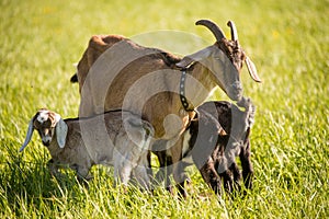 South african boer goat doeling portrait on nature