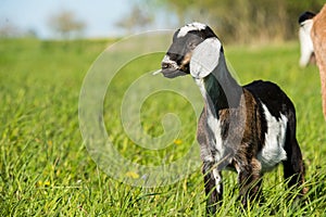 South african boer goat doeling portrait on nature