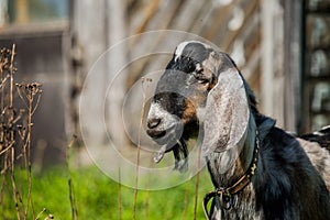 South african boer goat doeling portrait on nature