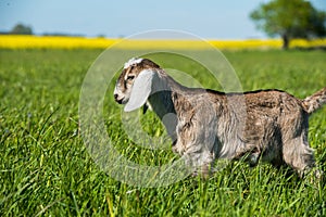 South african boer goat doeling portrait on nature