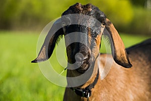 South african boer goat doeling portrait on nature