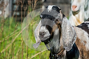 South african boer goat doeling portrait on nature