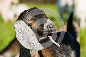 South african boer goat doeling portrait on nature