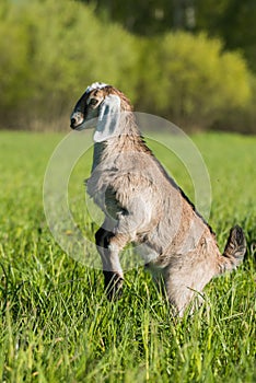 South african boer goat doeling portrait on nature