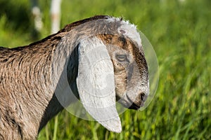 South african boer goat doeling portrait on nature