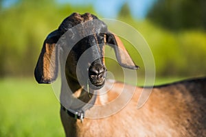 South african boer goat doeling portrait on nature