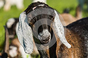 South african boer goat doeling portrait on nature