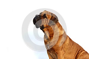 South African Boerboel